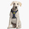 Hundegeschirr Batman Blau XS/S