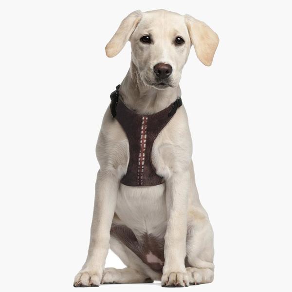 Hundegeschirr Star Wars Braun XS/S