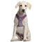 Hundegeschirr Wonder Woman XXS/XS Rosa